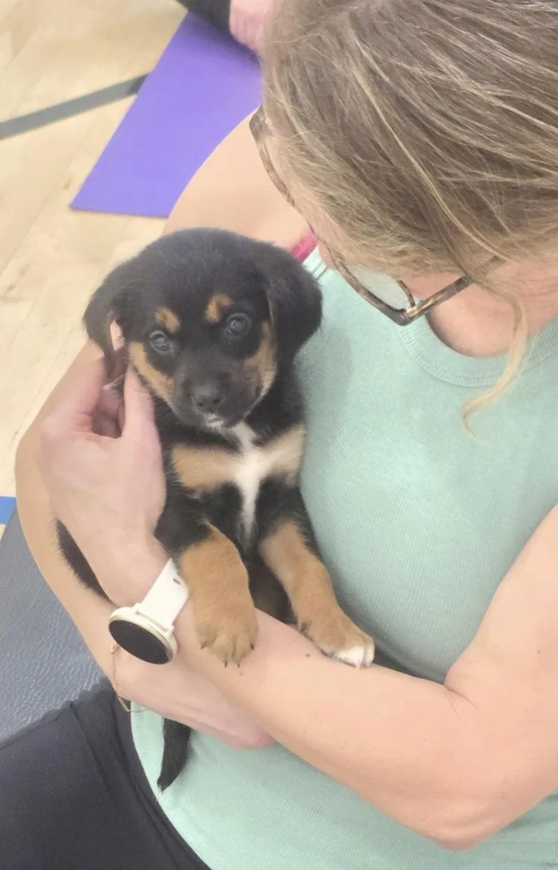 Gingerbread thumbnail 3