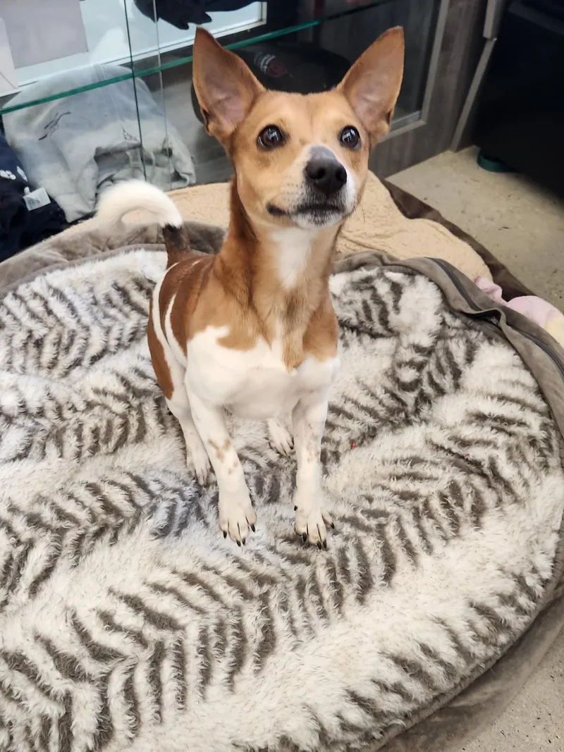An adult small-sized male White / Cream Basenji dog named Sammy for adoption in New Rochelle, NY