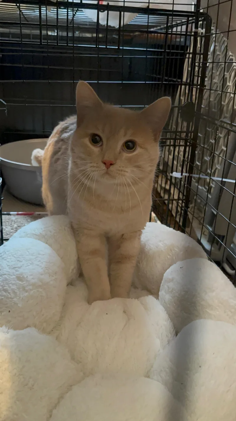 A young medium-sized male Buff / Tan / Fawn British Shorthair cat named Tigger Bear for adoption in New York, NY