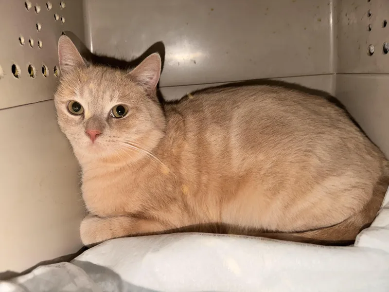 Tigger Bear thumbnail 2