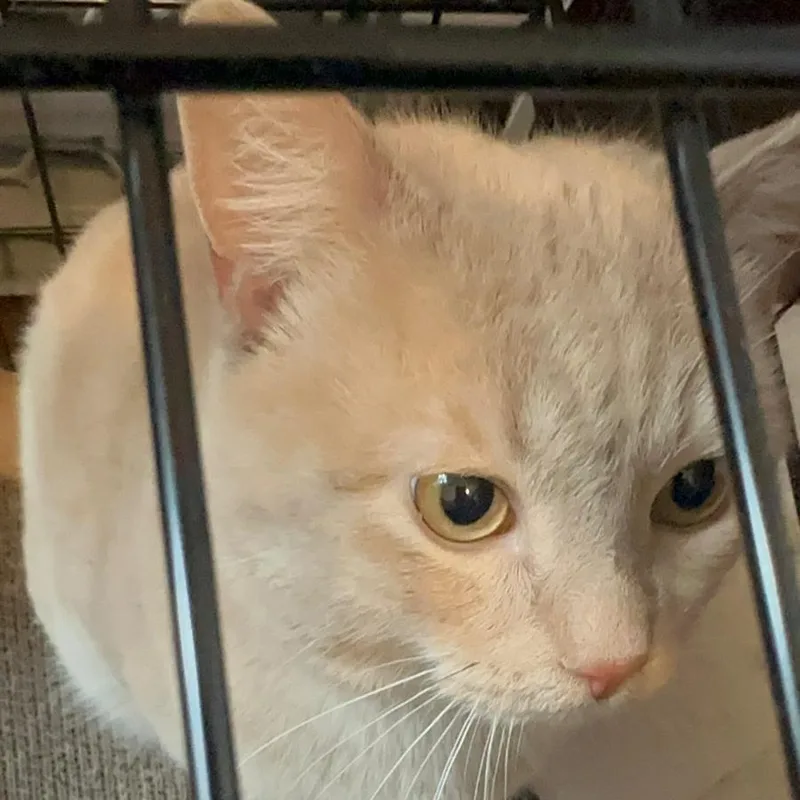 Tigger Bear thumbnail 3