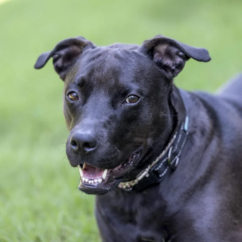 An adult large-sized female Black Mixed Breed dog named Beauty for adoption in Durham, NC