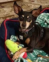 A senior small-sized female Black Miniature Pinscher dog named Beebee for adoption in Pinellas Park, FL