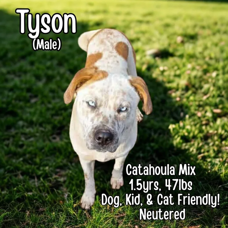 Tyson