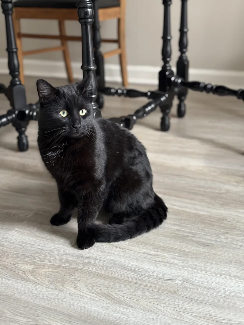 Charlieheart Of Gold thumbnail 2