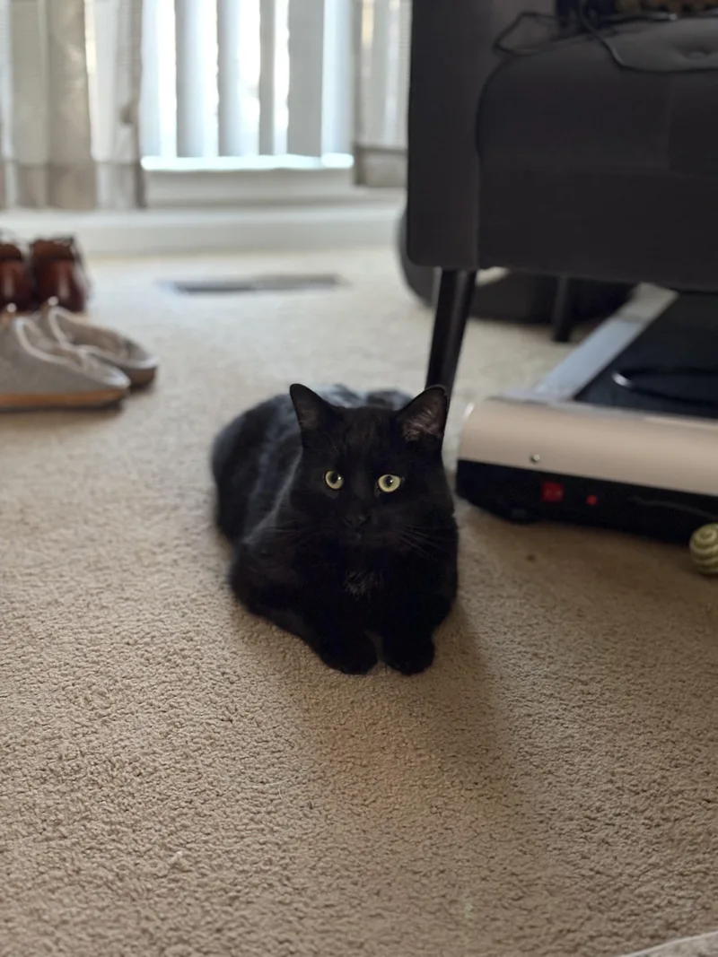 Charlieheart Of Gold thumbnail 3