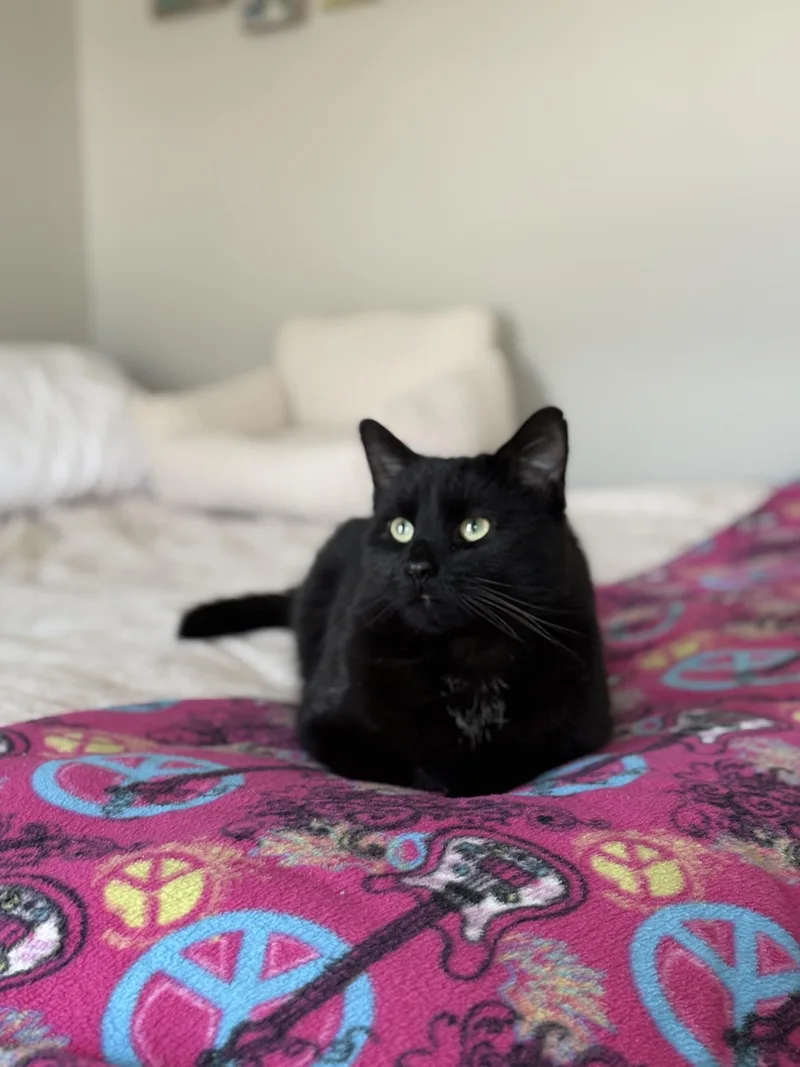 Charlieheart Of Gold thumbnail 4