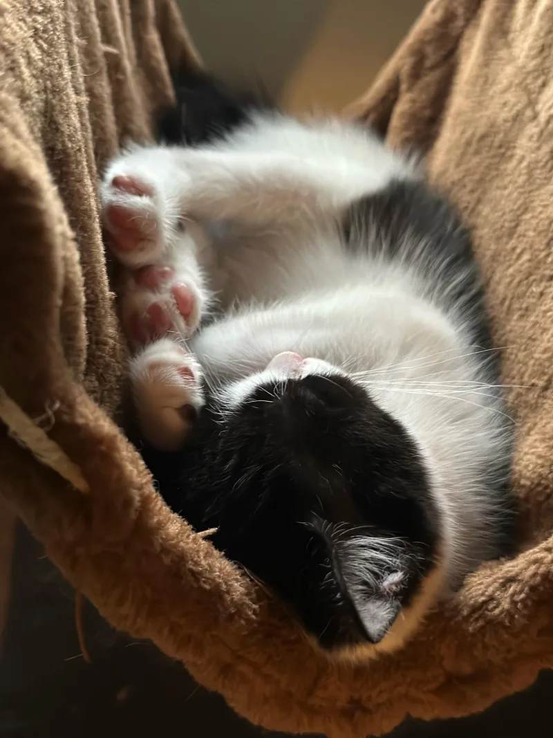 A young medium-sized female Domestic Short Hair cat named Ophelia for adoption in Huffman, TX