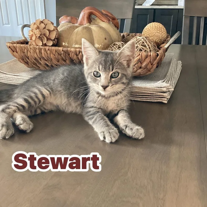 Stewart thumbnail 3