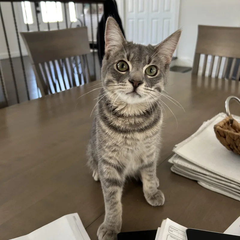 A baby small-sized male Dilute Tortoiseshell Dilute Tortoiseshell cat named Stewart for adoption in Syosset, NY