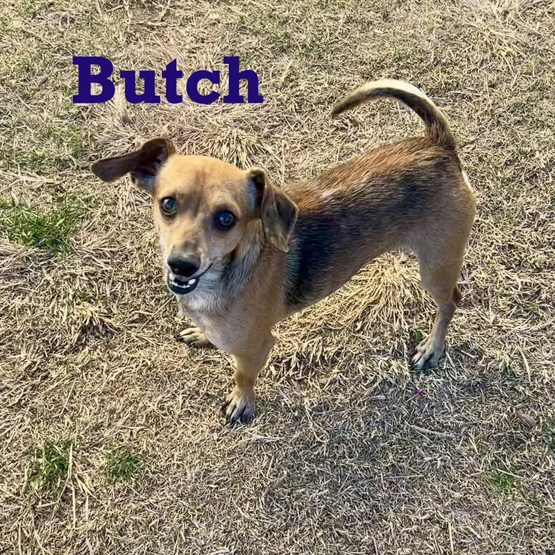Butch