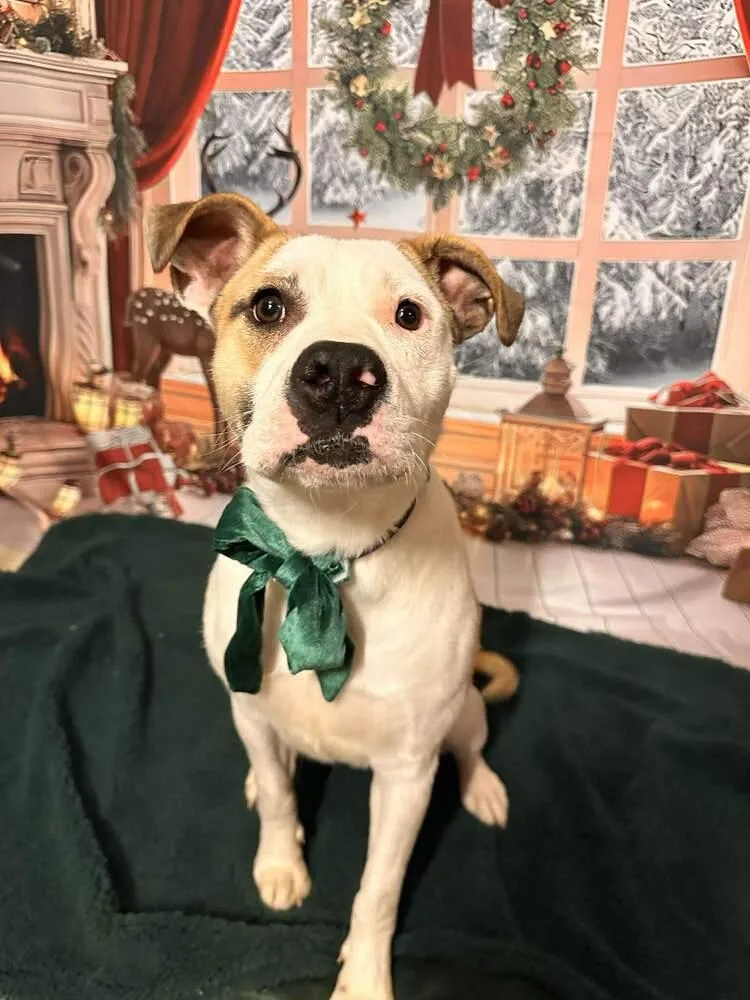 Peppermint thumbnail 2