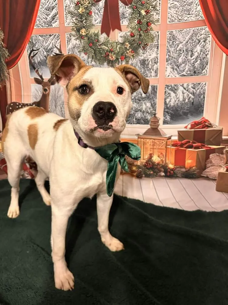 Peppermint thumbnail 3