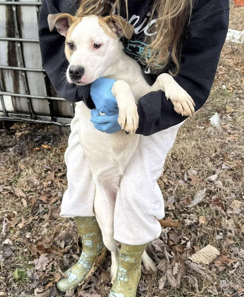 Peppermint thumbnail 4