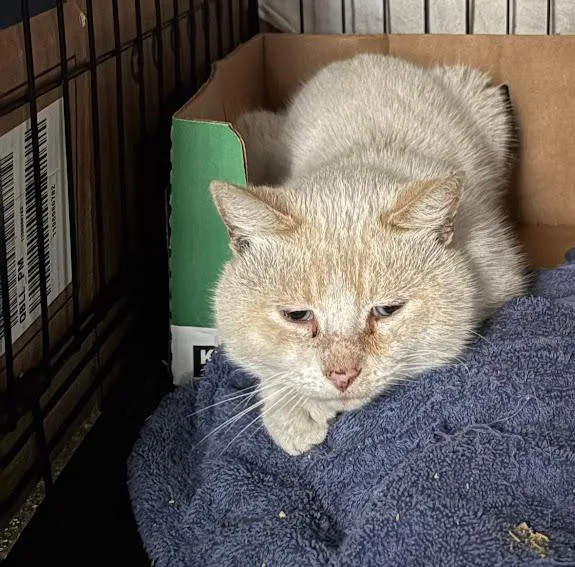 Uncle Potato thumbnail 2