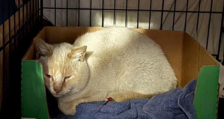 Uncle Potato thumbnail 3