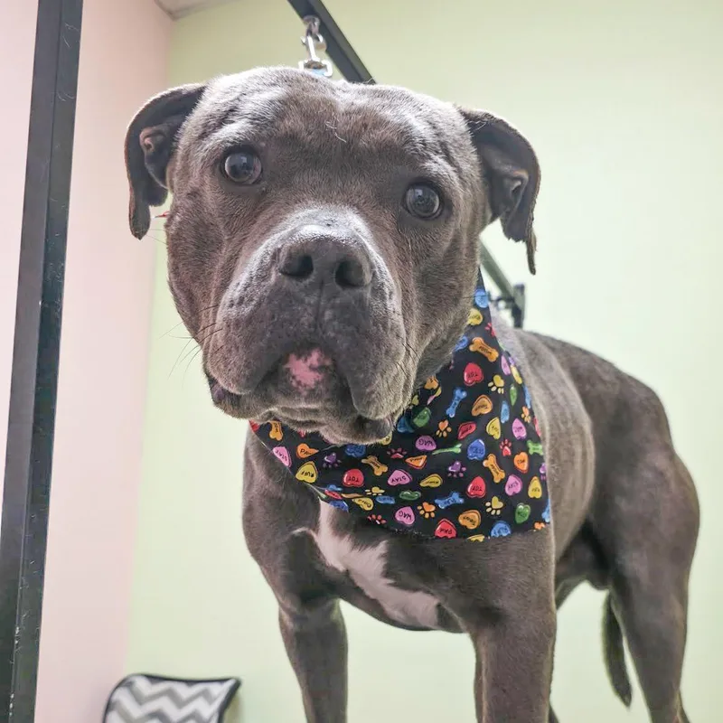 Valentino Needs A Forever thumbnail 2