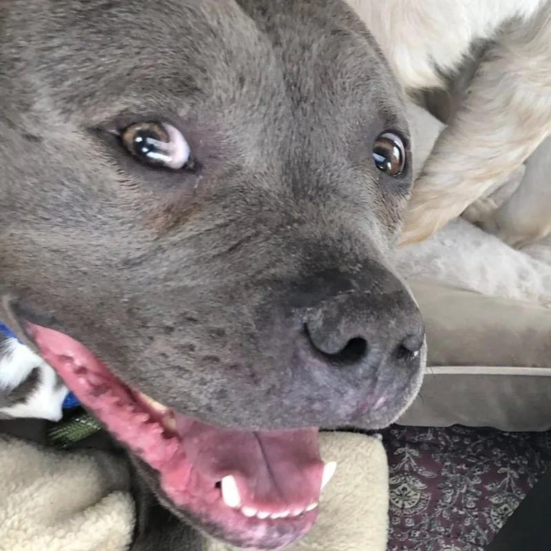 Valentino Needs A Forever thumbnail 3