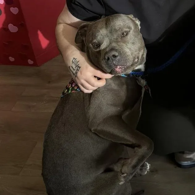 Valentino Needs A Forever thumbnail 4