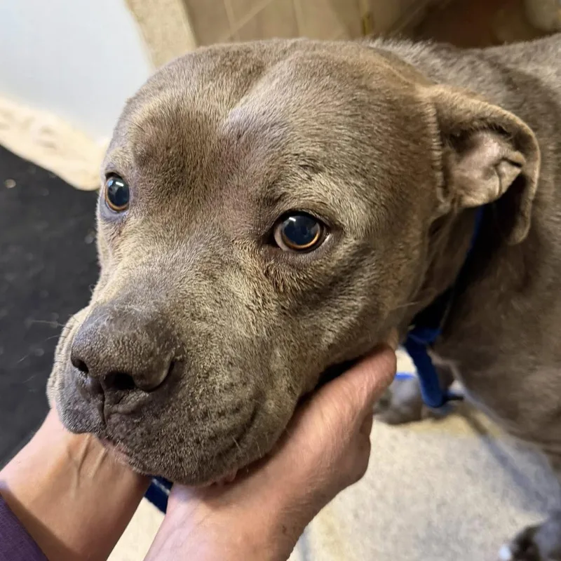 Valentino Needs A Forever thumbnail 5