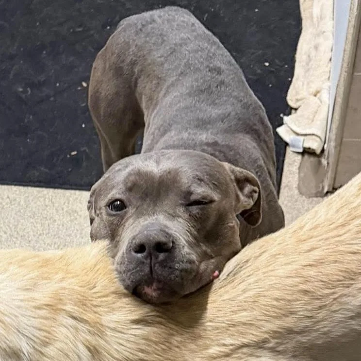 Valentino Needs A Forever thumbnail 6