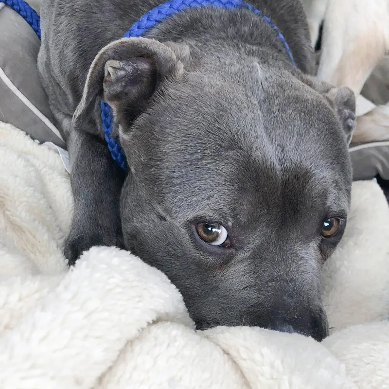 Valentino Needs A Forever