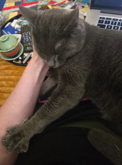 Woody Felv+ Regressive thumbnail 2