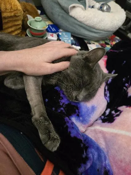 Woody Felv+ Regressive thumbnail 3