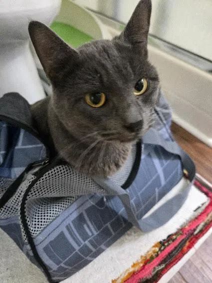 Woody Felv+ Regressive thumbnail 4