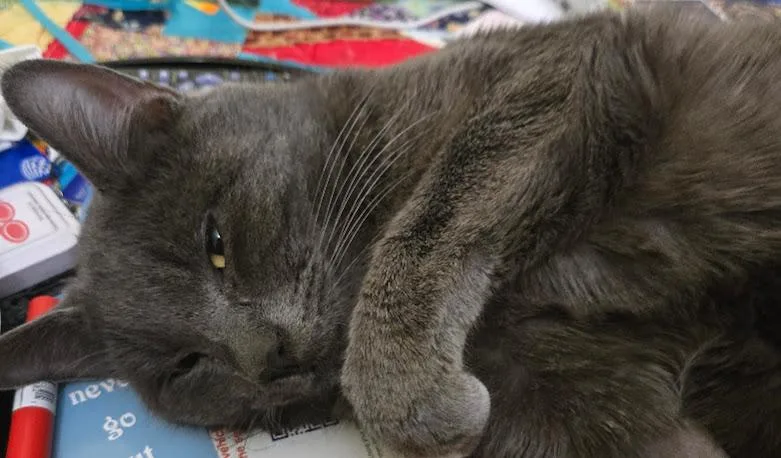 Woody Felv+ Regressive thumbnail 5