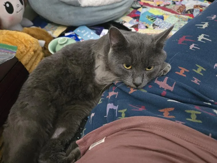 Woody Felv+ Regressive