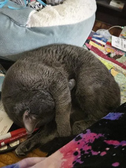 Woody Felv+ Regressive thumbnail 6