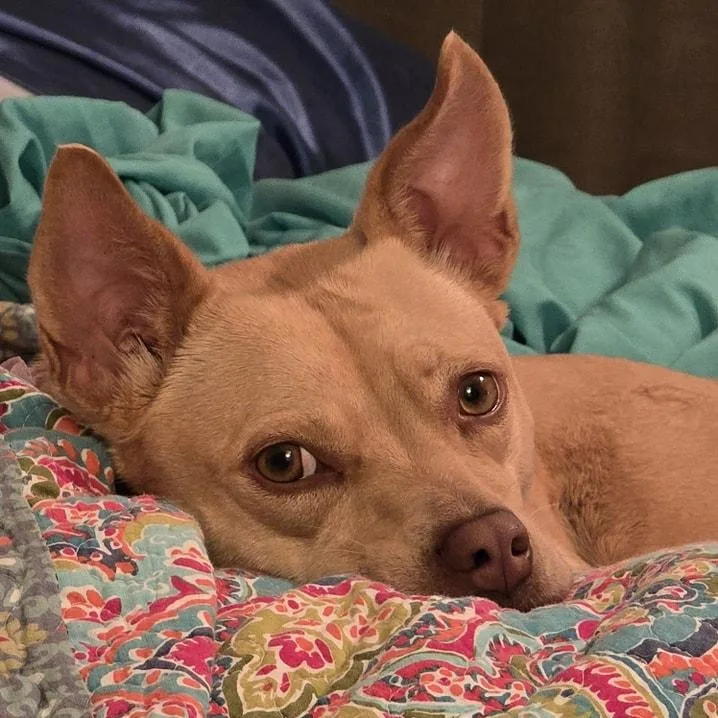 Lizotte Slt   thumbnail 3