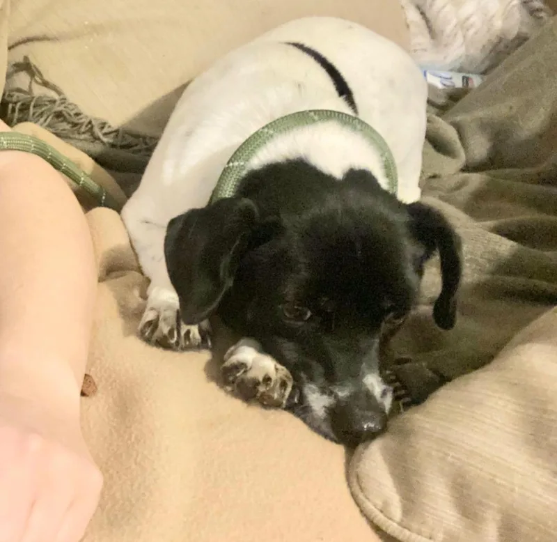 Bullet Brt thumbnail 5