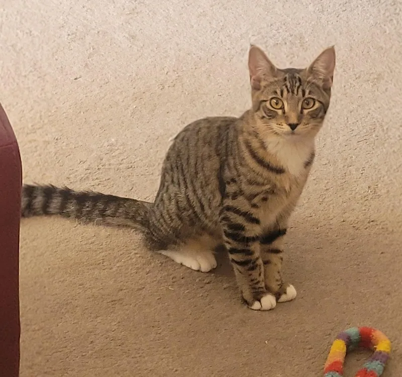 Wilma  A Cat's thumbnail 2