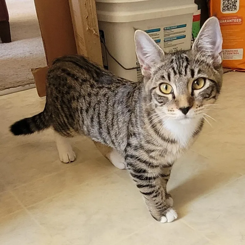 Wilma  A Cat's thumbnail 3