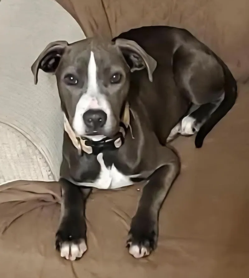 Blue Ivey thumbnail 2