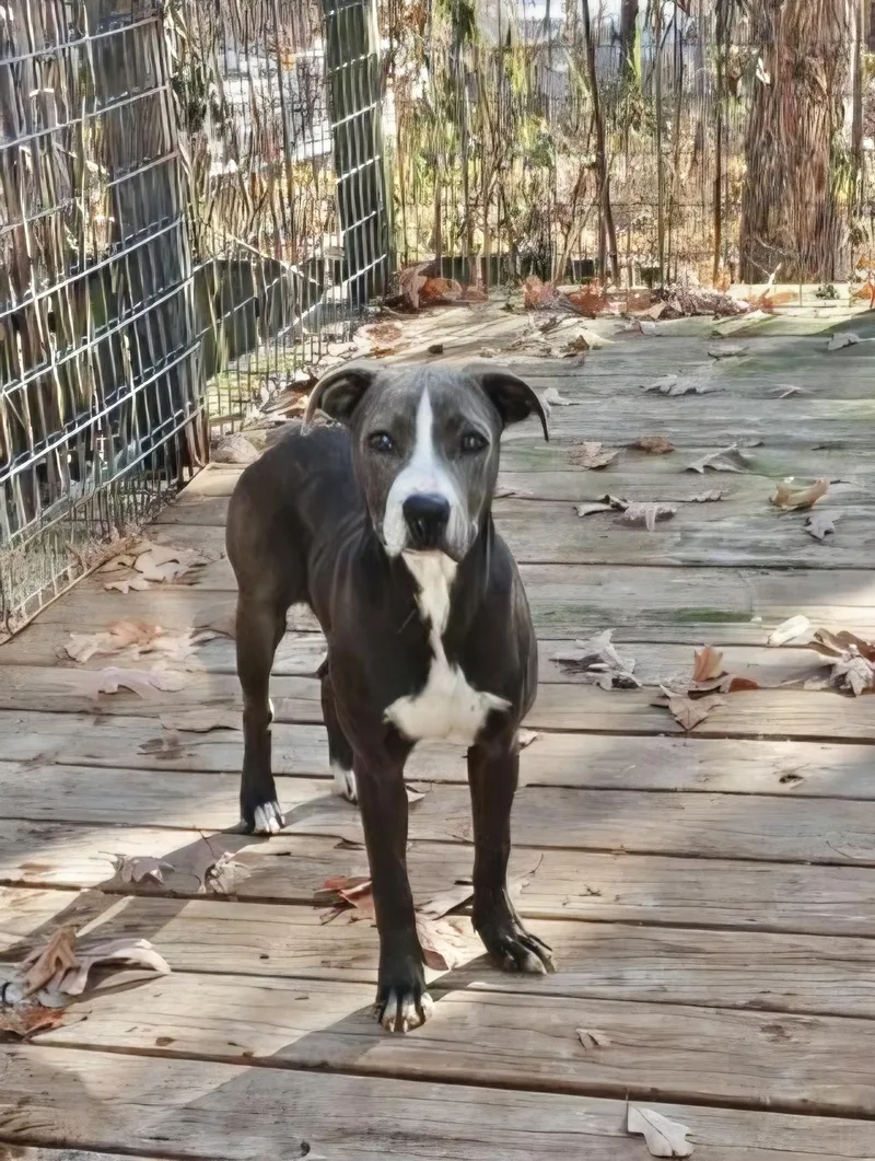 Blue Ivey thumbnail 3