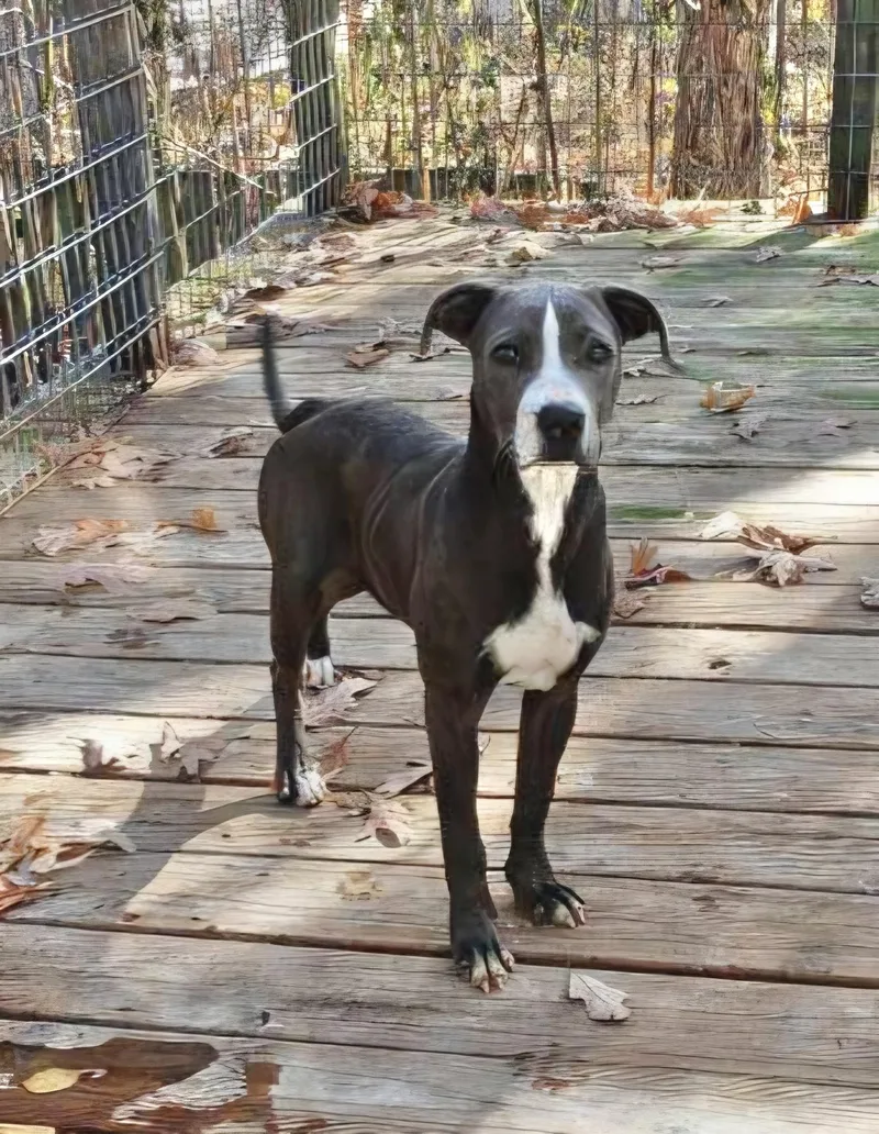 Blue Ivey thumbnail 4