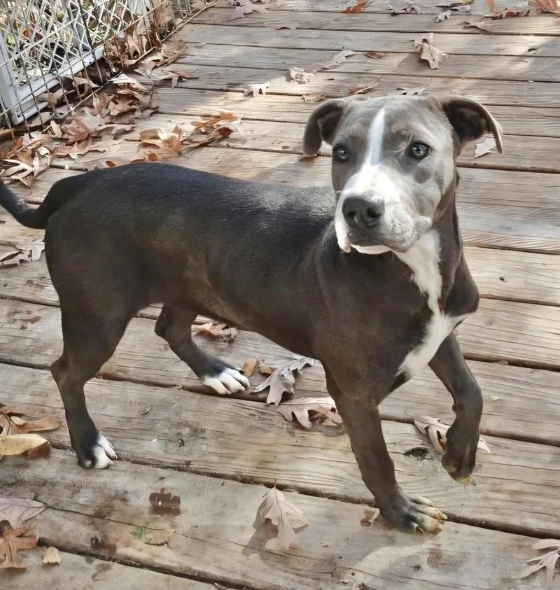 Blue Ivey thumbnail 6