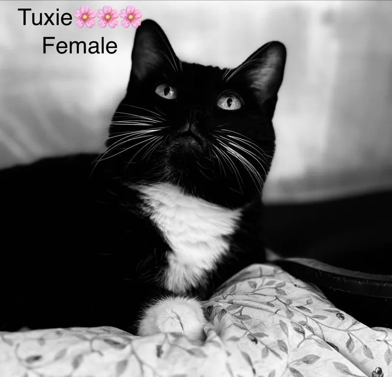 Tuxie thumbnail 2