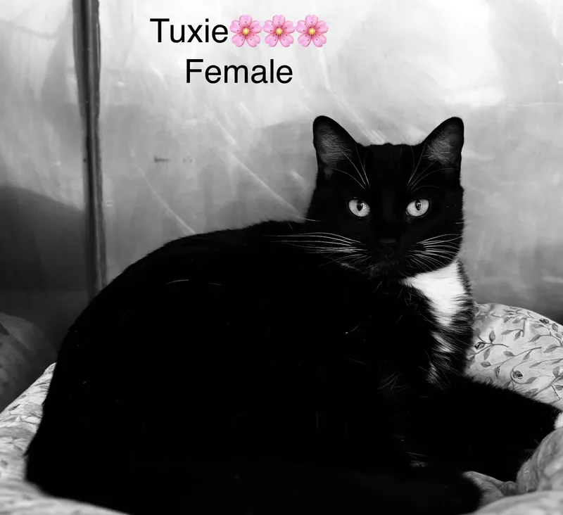Tuxie thumbnail 3