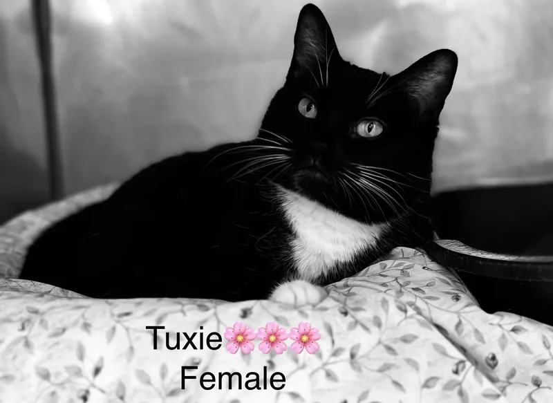 Tuxie photo 1