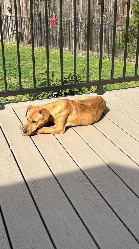 Daisy........fee Sponsorship thumbnail 4