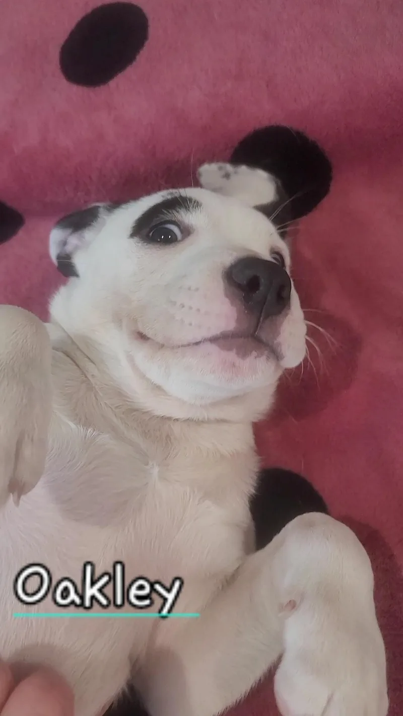 Oakley~ Silly And Smiley thumbnail 2