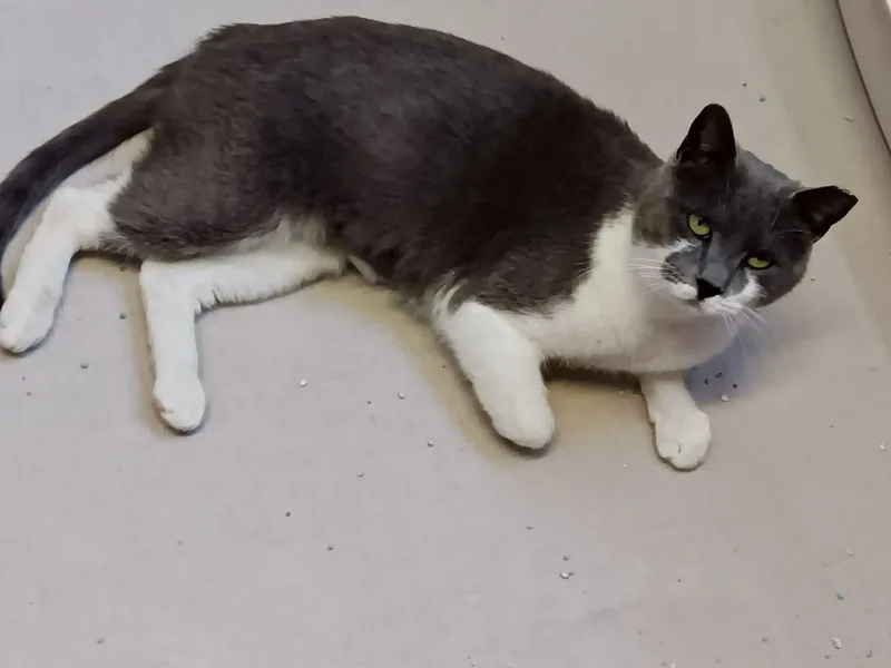 Toyota Corolla thumbnail 2