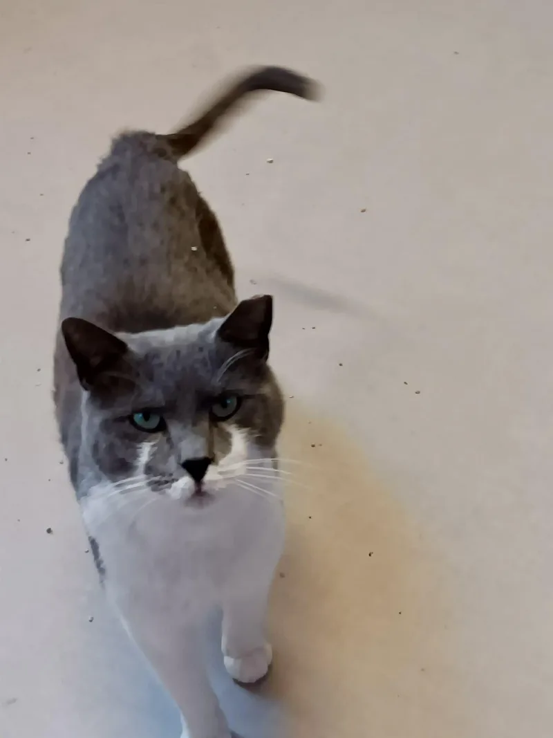 Toyota Corolla thumbnail 3