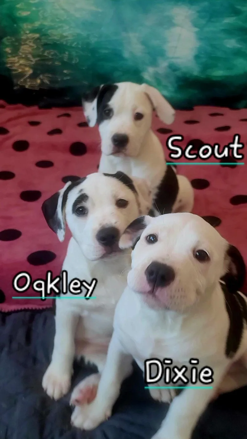 Scout~ Adventurous And Cuddly thumbnail 2