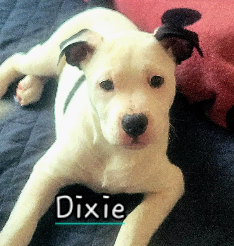 Dixie~ Heart Stealer