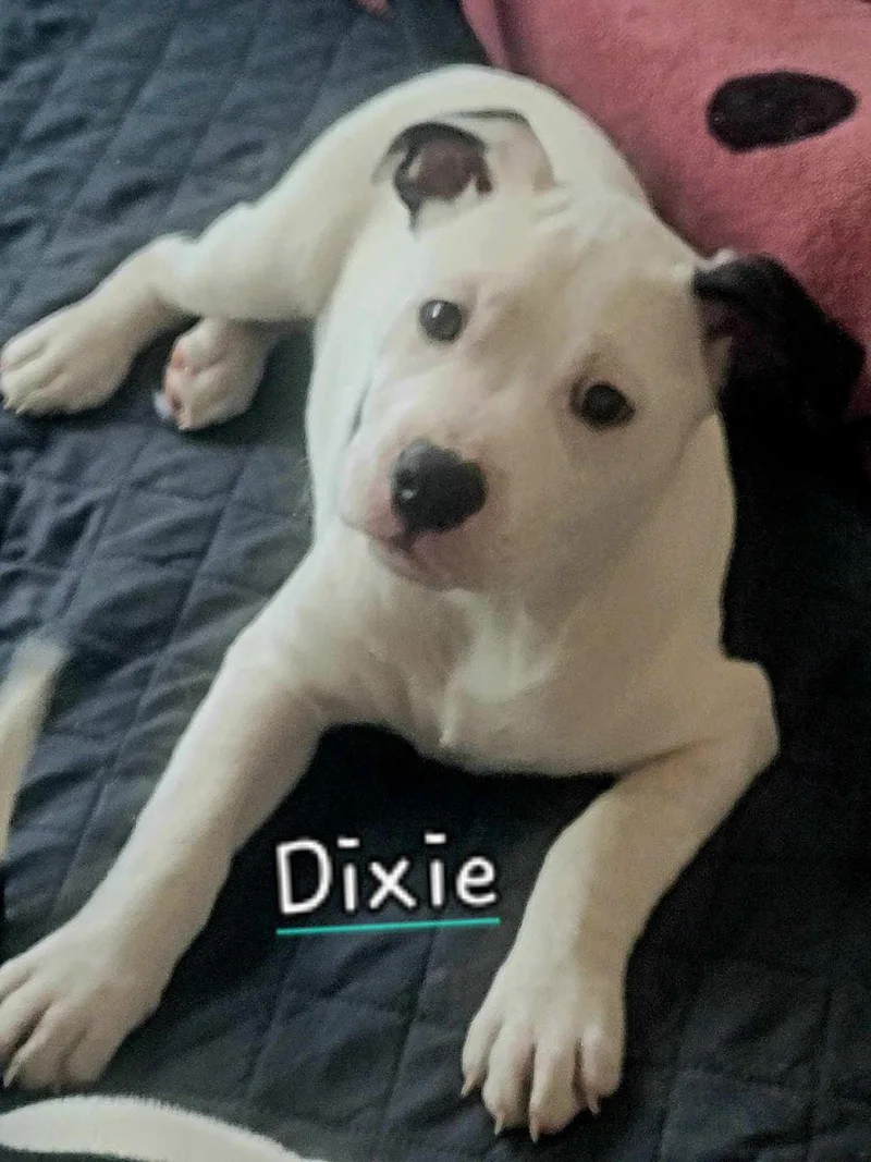 Dixie~ Heart Stealer thumbnail 3